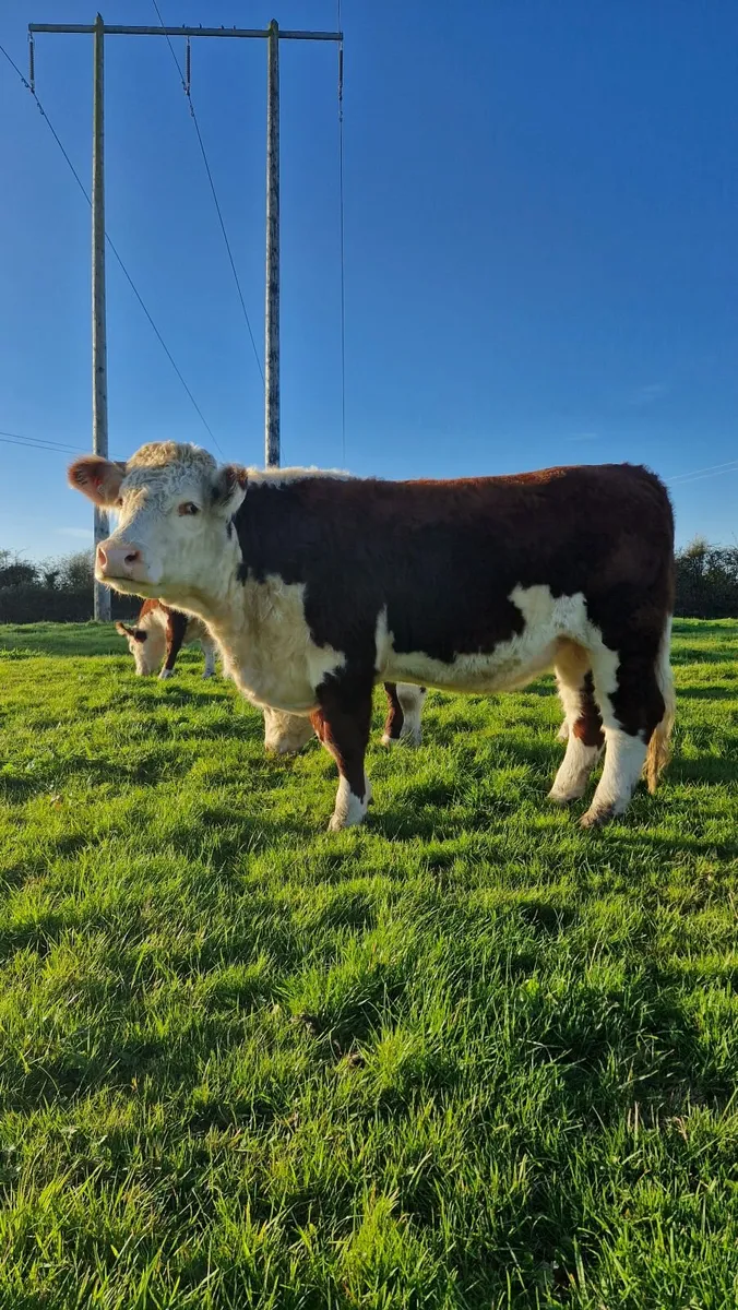 Pedigree Hereford Heifers and Bulls - Image 3