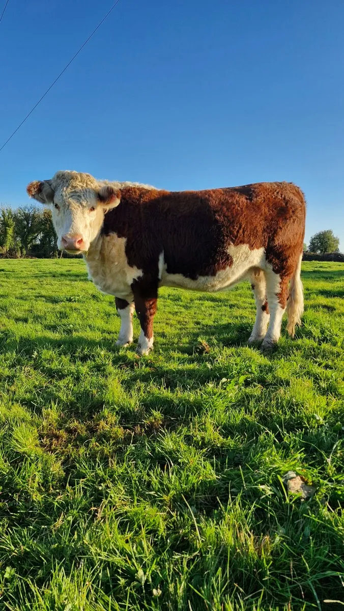Pedigree Hereford Heifers and Bulls - Image 4