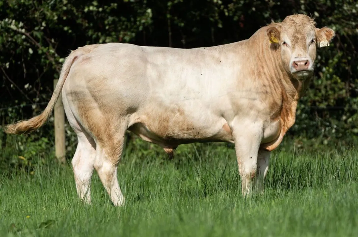 Pedgree Registered Blonde Bulls - Image 2