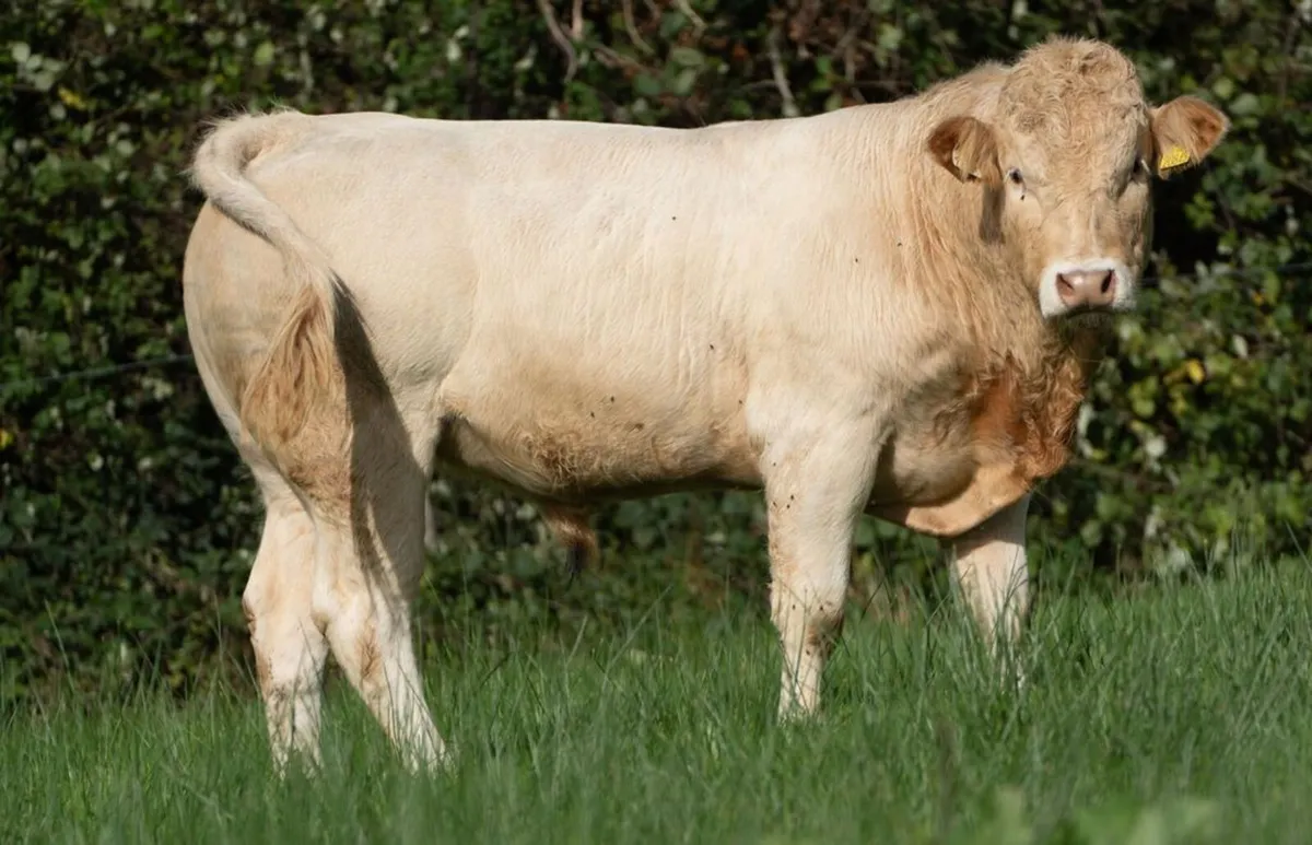 Pedgree Registered Blonde Bulls - Image 3