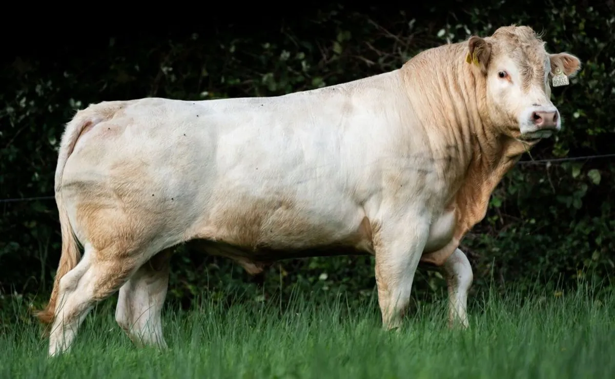 Pedgree Registered Blonde Bulls - Image 1