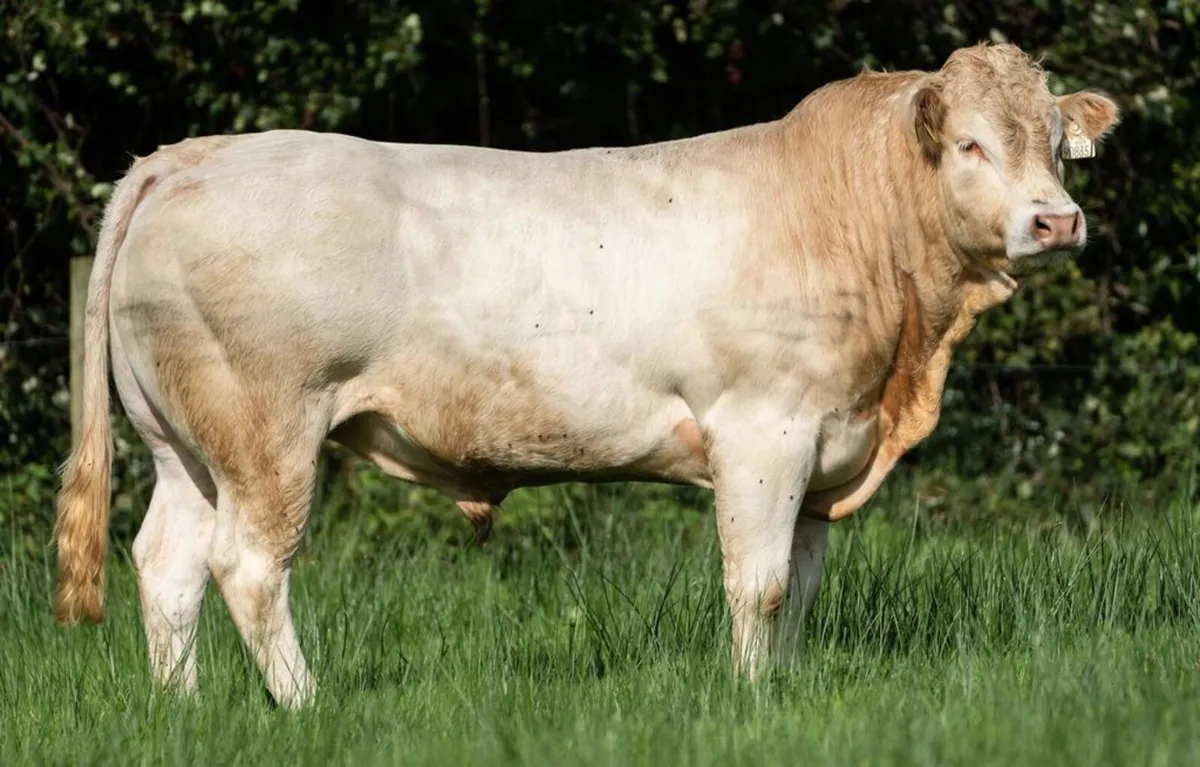 Pedgree Registered Blonde Bulls - Image 4