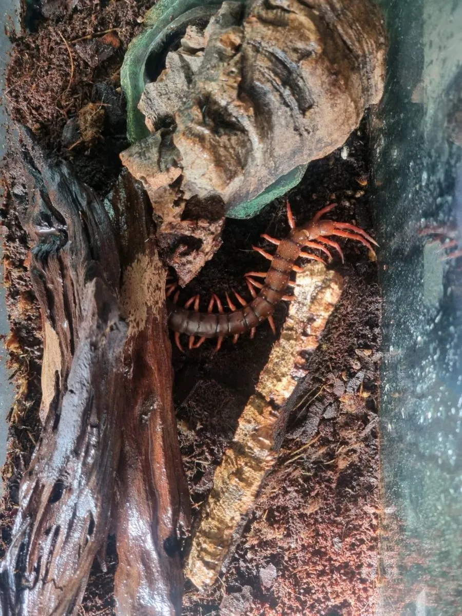 Female Vietnamese Centipede - Image 3