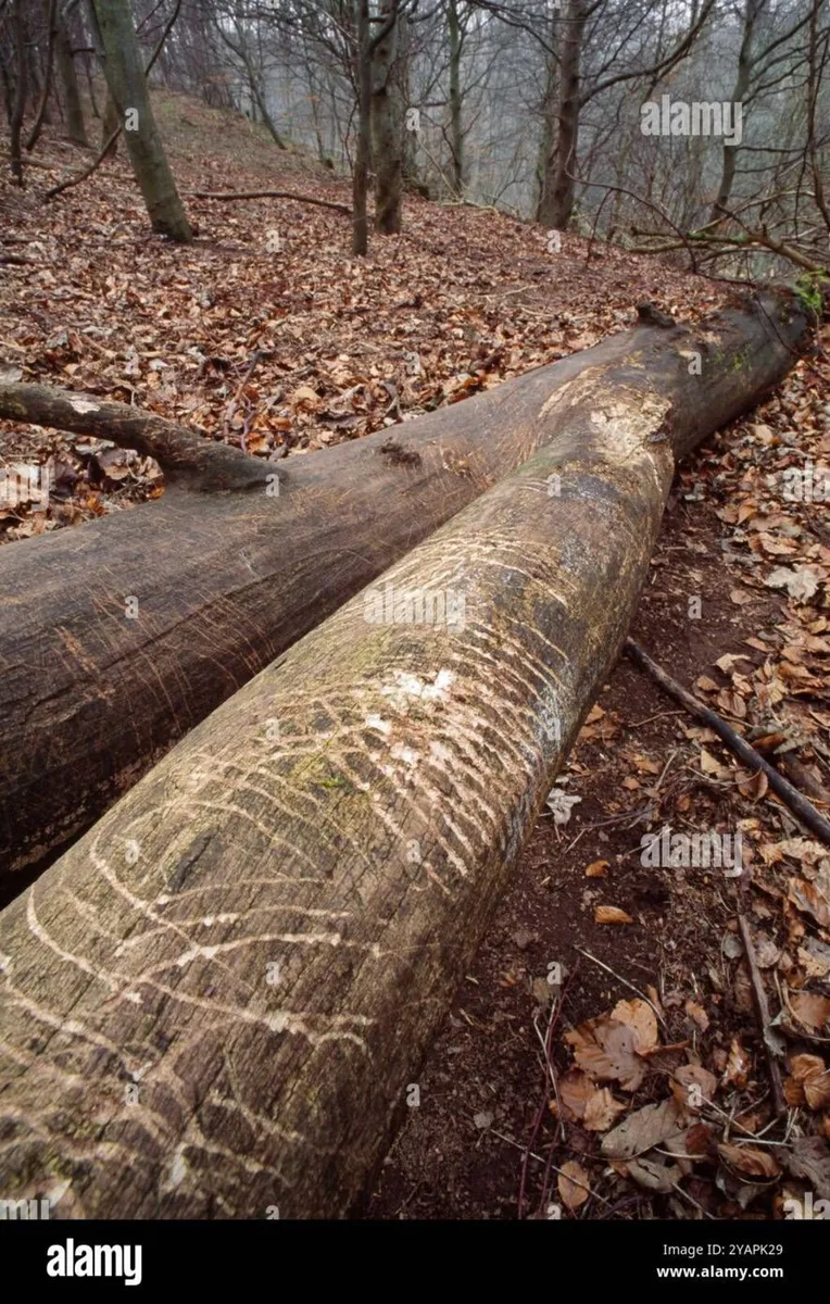 Firewood, timber.