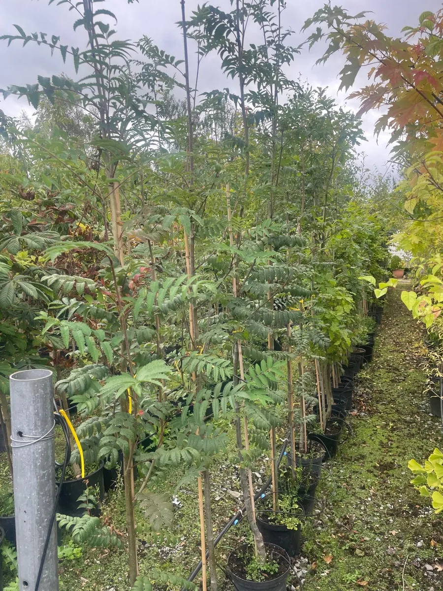 Native and non Native Trees - Image 3