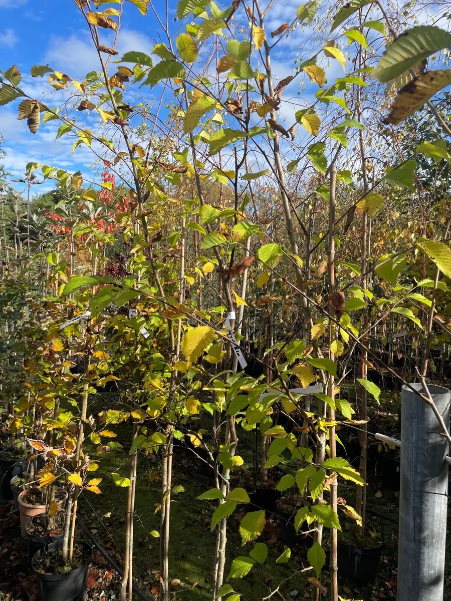 Native and non Native Trees - Image 4