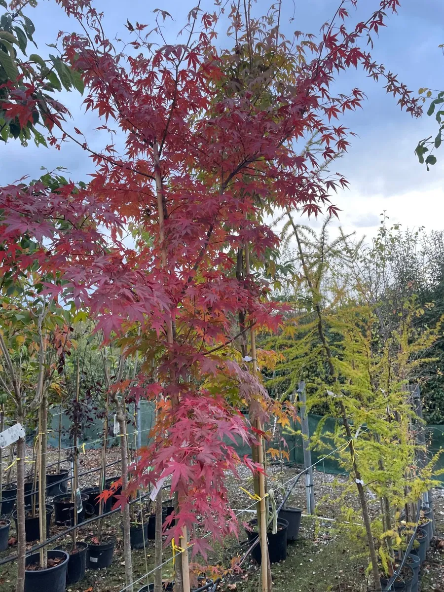 Native and non Native Trees - Image 1