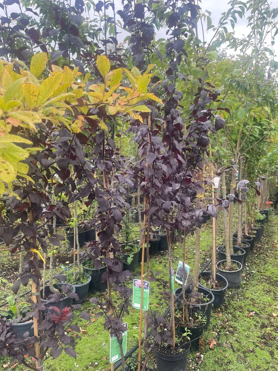 Native and non Native Trees - Image 2