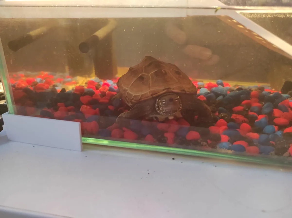 🐢 Reeves Turtle (Mauremys reevesii) - Image 3