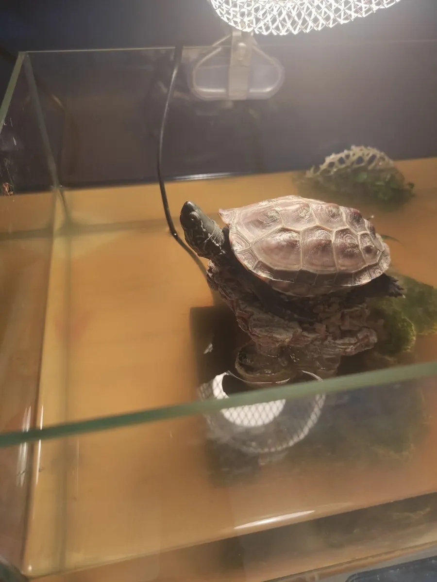 🐢 Reeves Turtle (Mauremys reevesii) - Image 4