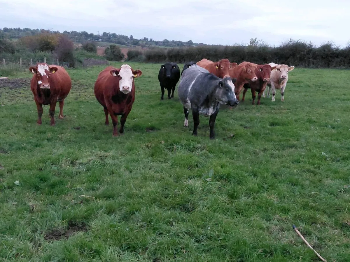In calf Heifers - Image 4