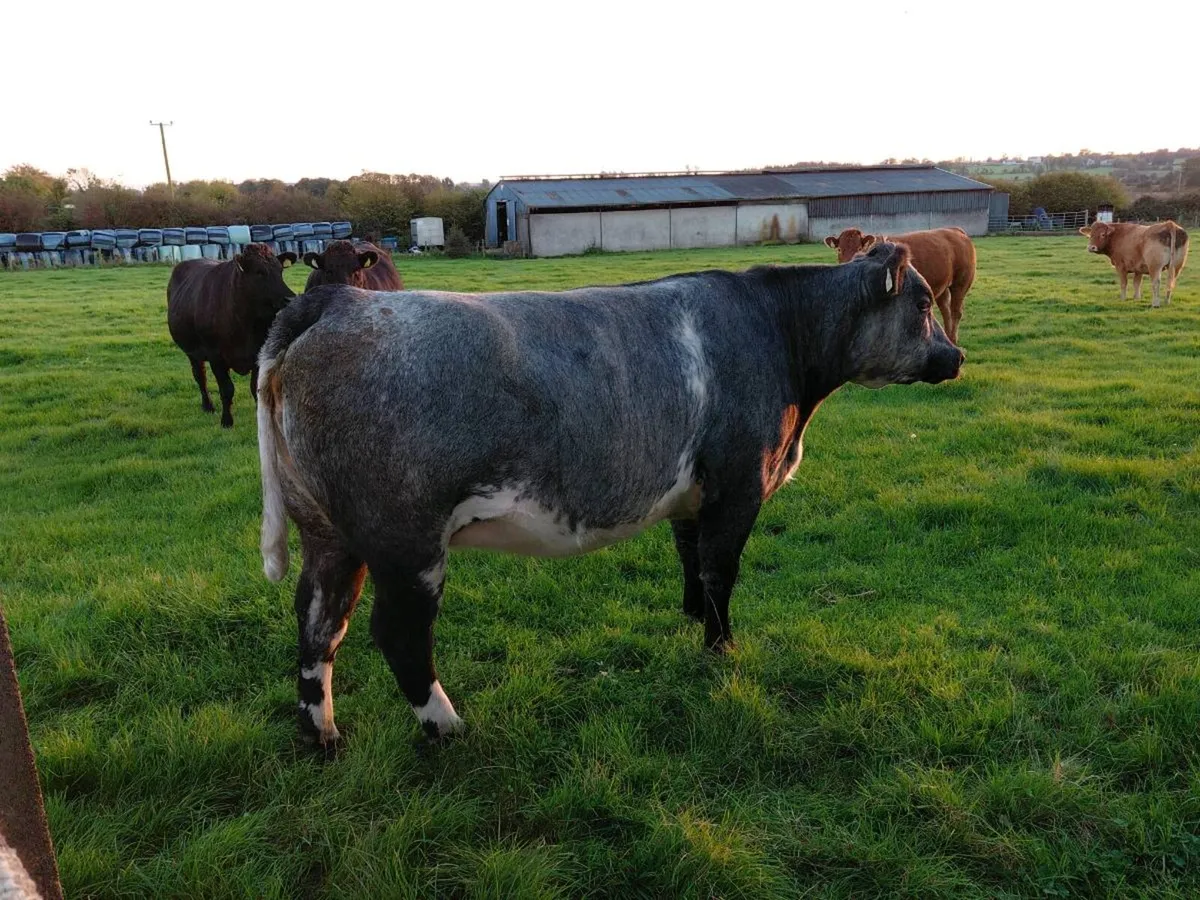 In calf Heifers - Image 2