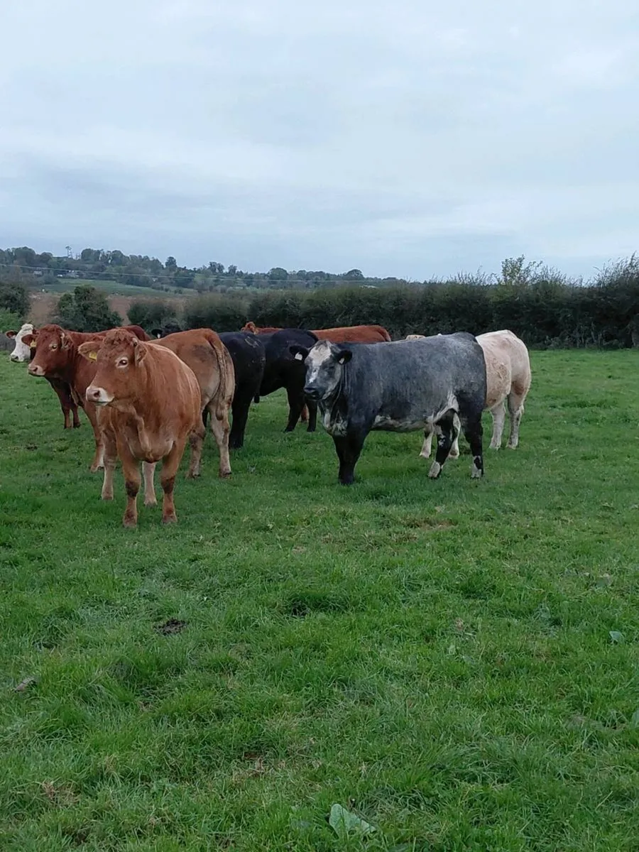 In calf Heifers - Image 1
