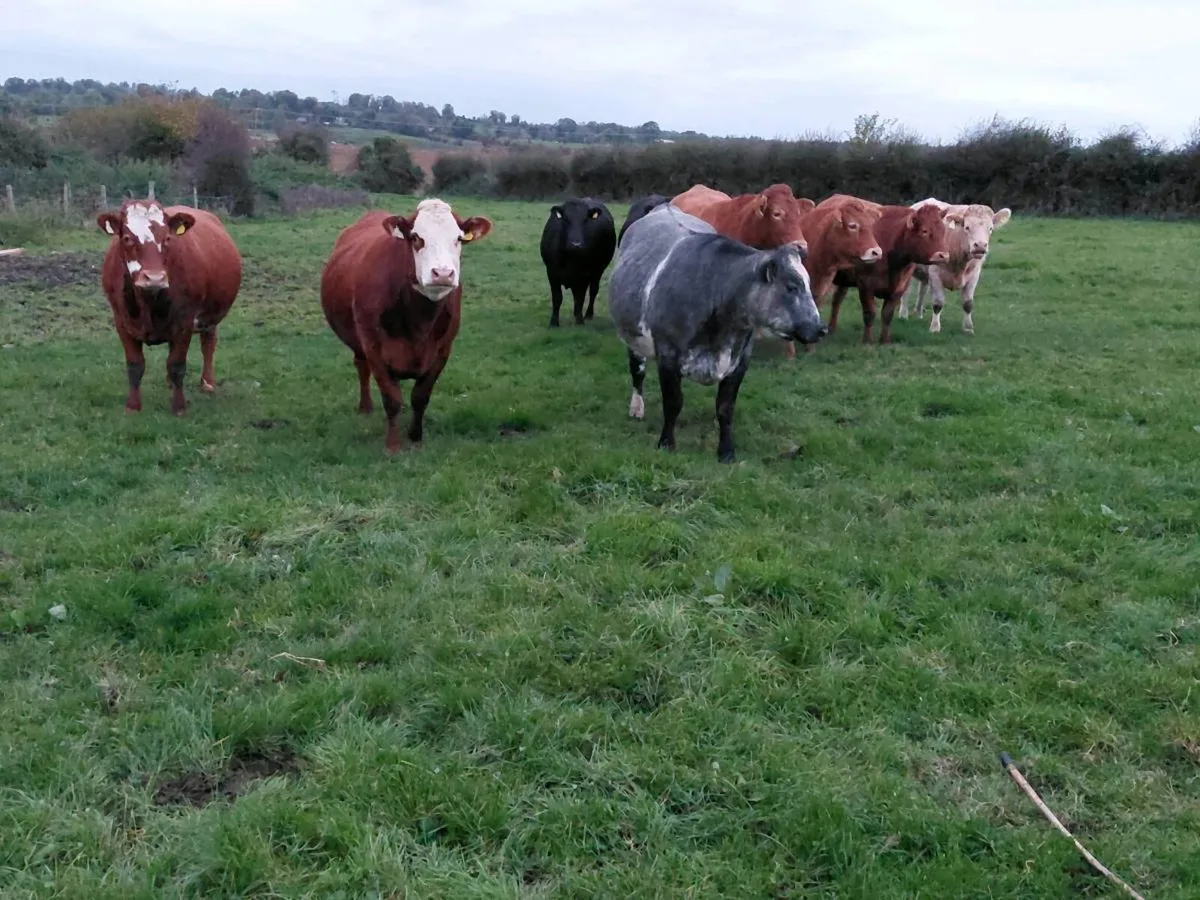 In calf Heifers - Image 3