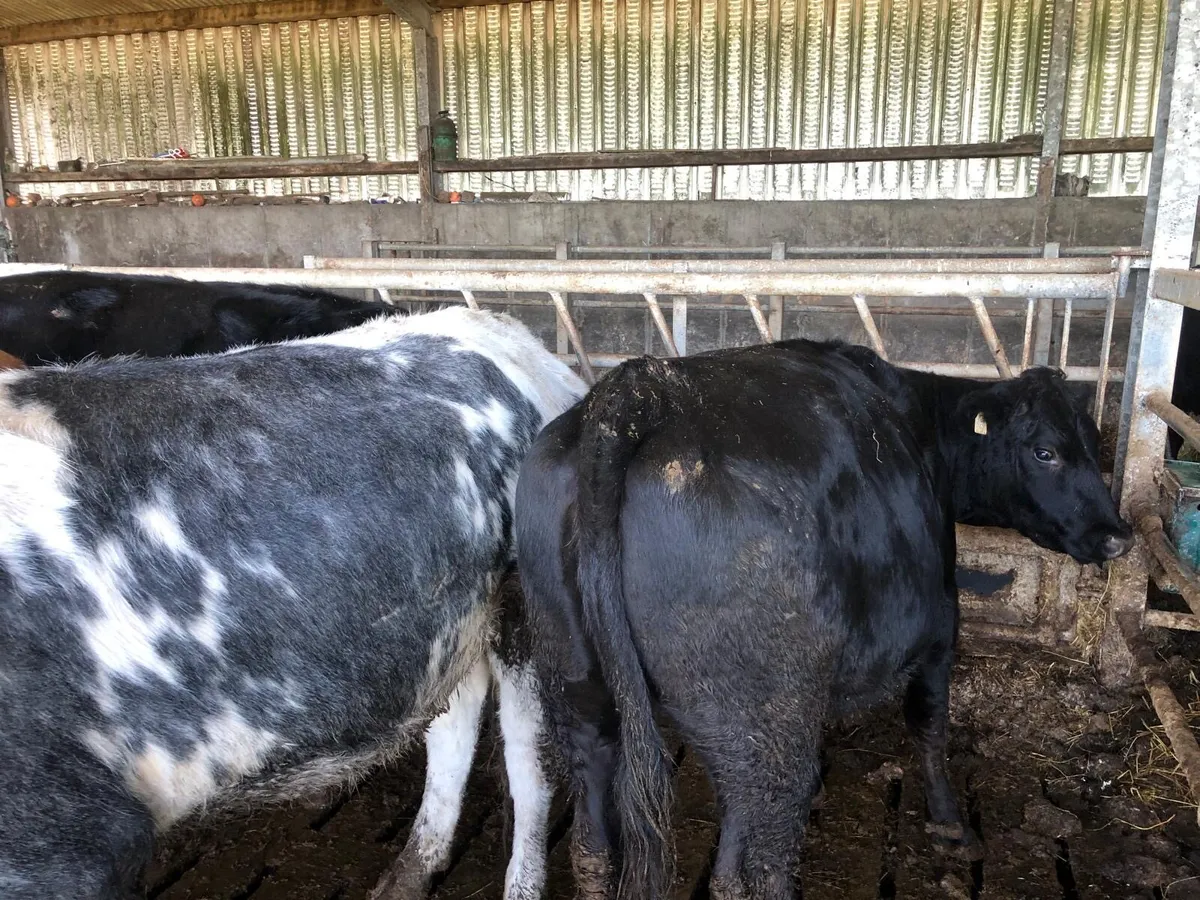 Breeding Heifers - Image 4