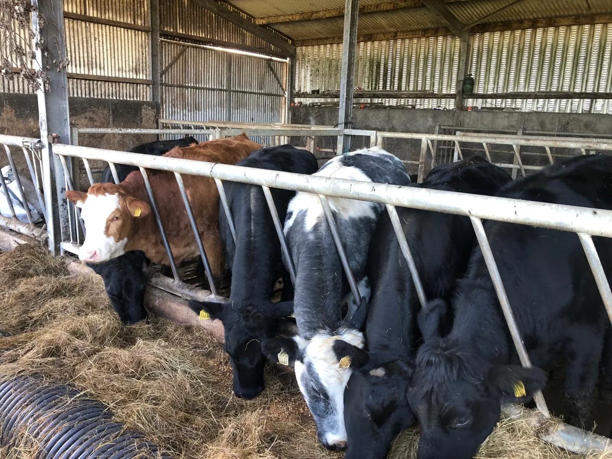 Breeding Heifers - Image 1
