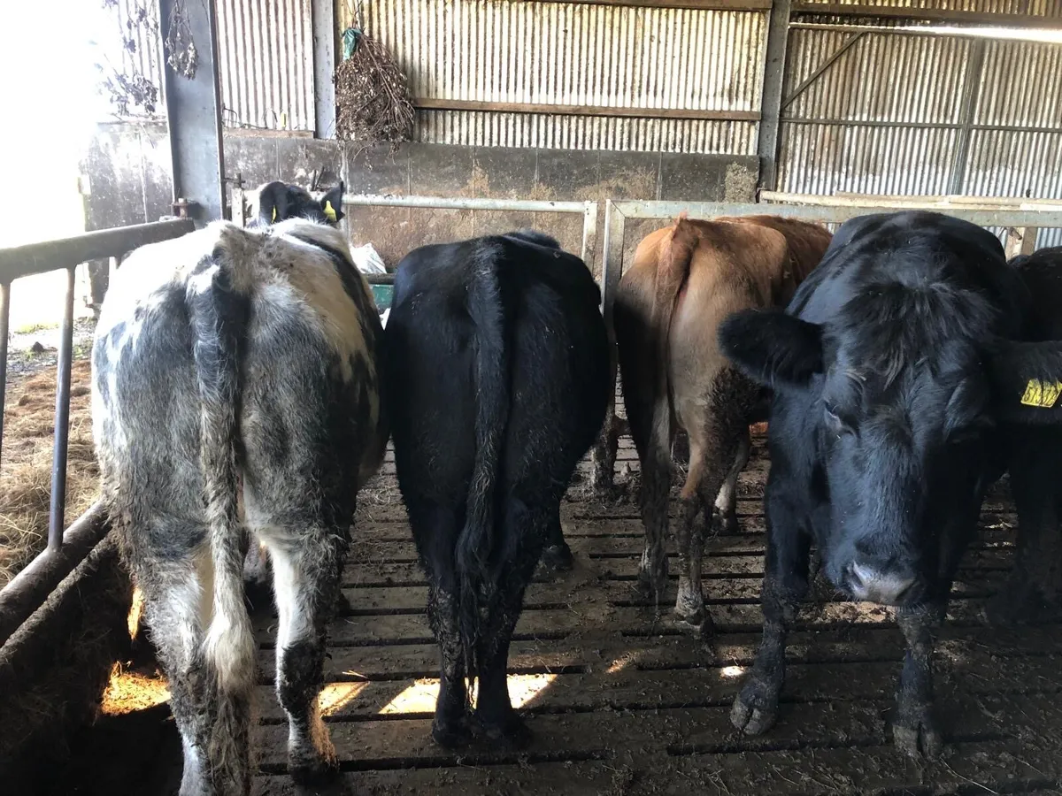 Breeding Heifers - Image 2