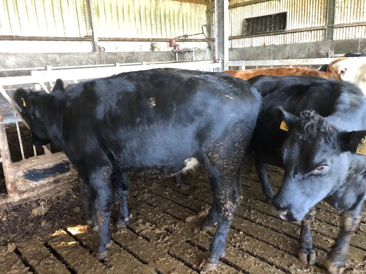 Breeding Heifers - Image 3