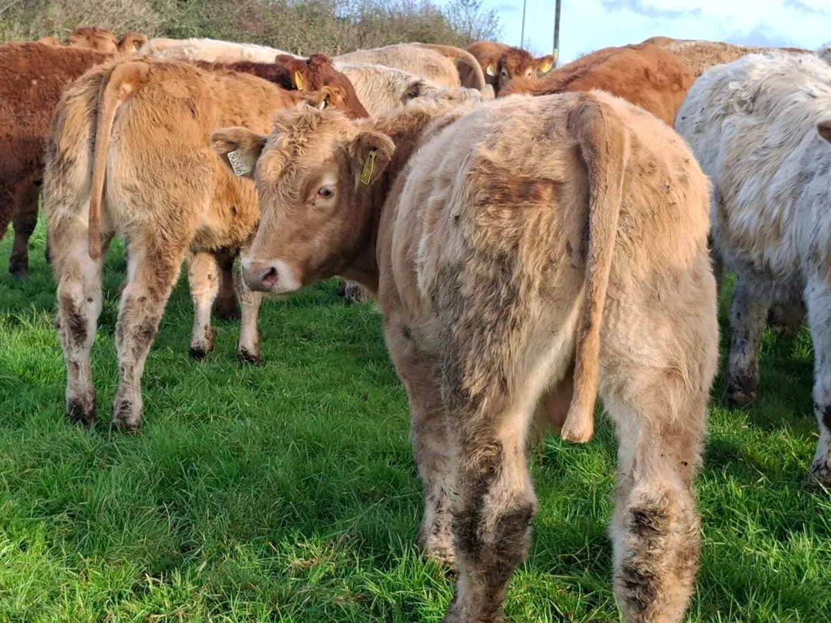 18 Smashing Suckler bred bull Weanlings - Image 2