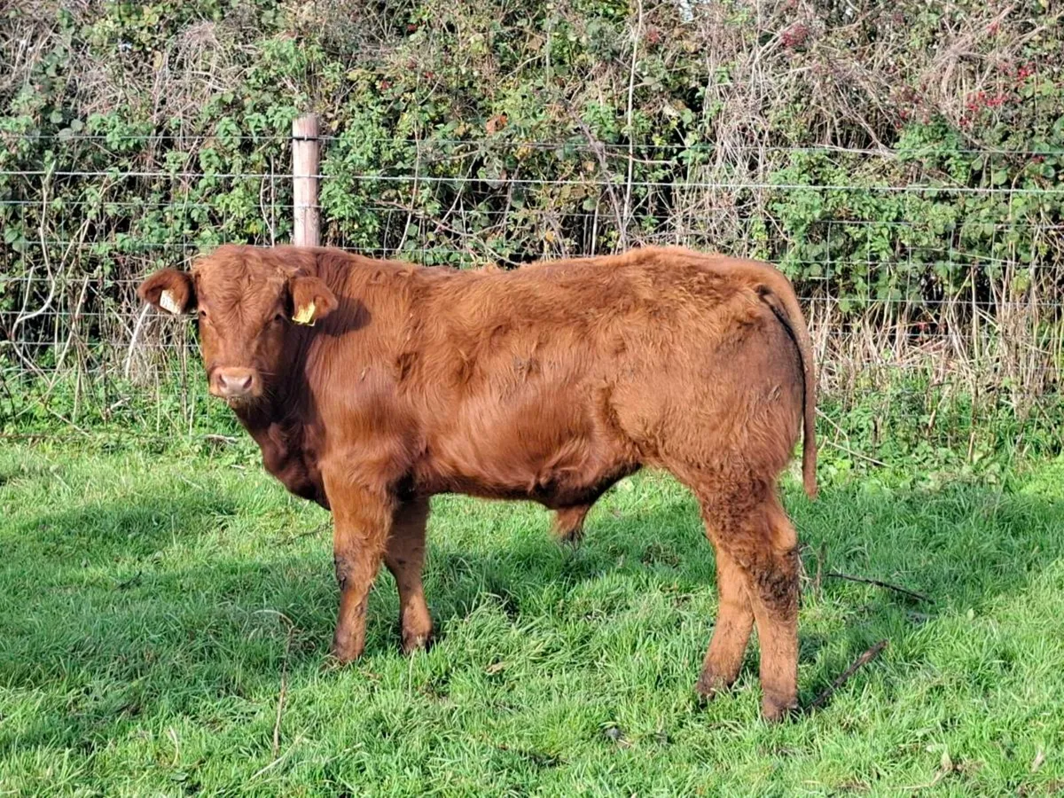 18 Smashing Suckler bred bull Weanlings - Image 3