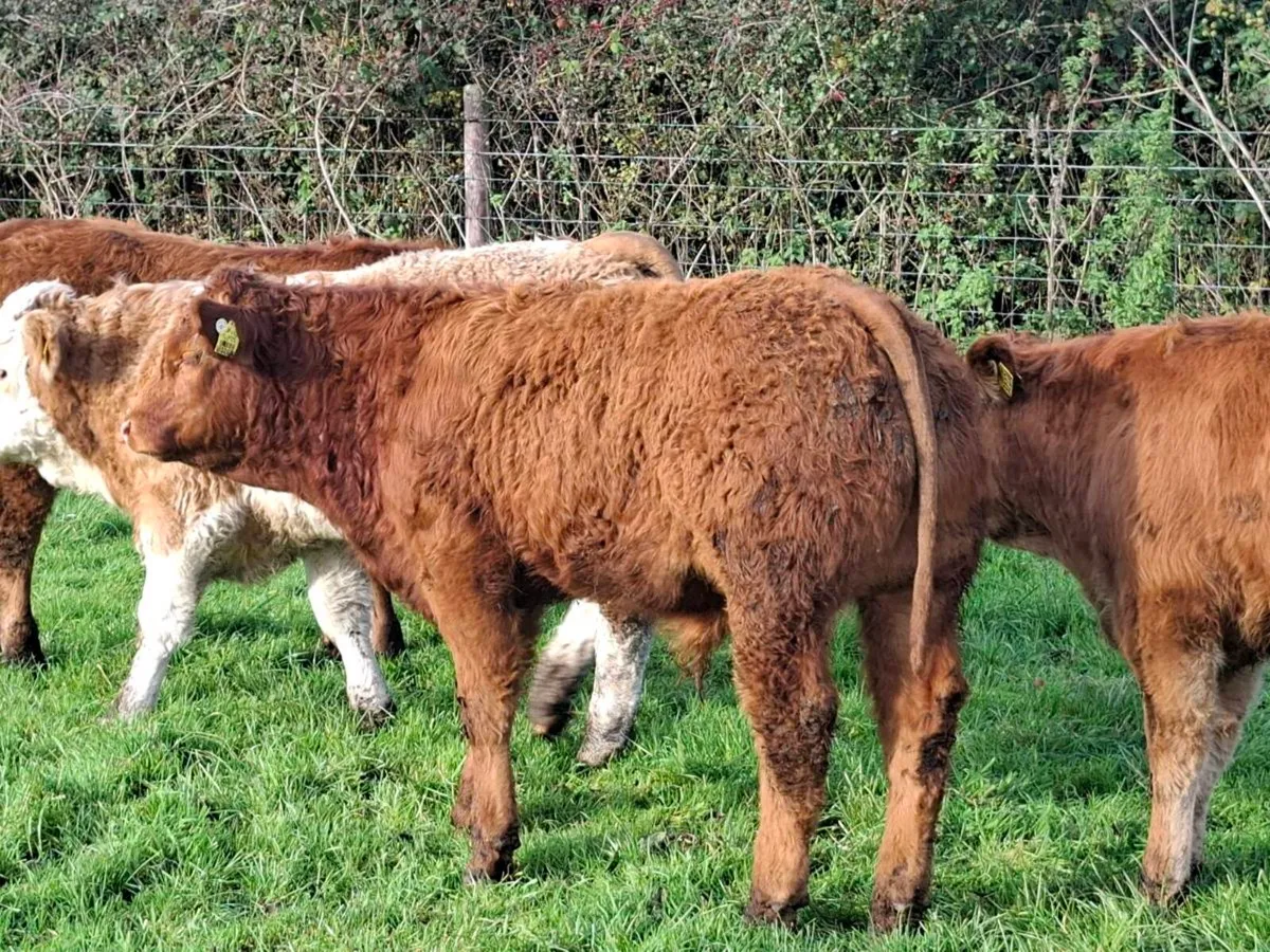 18 Smashing Suckler bred bull Weanlings - Image 4