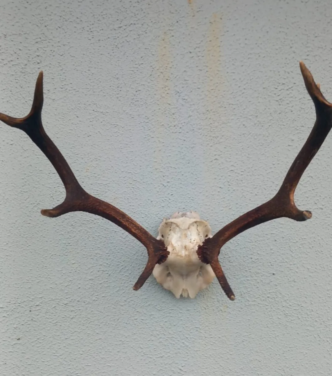 Deer Antlers