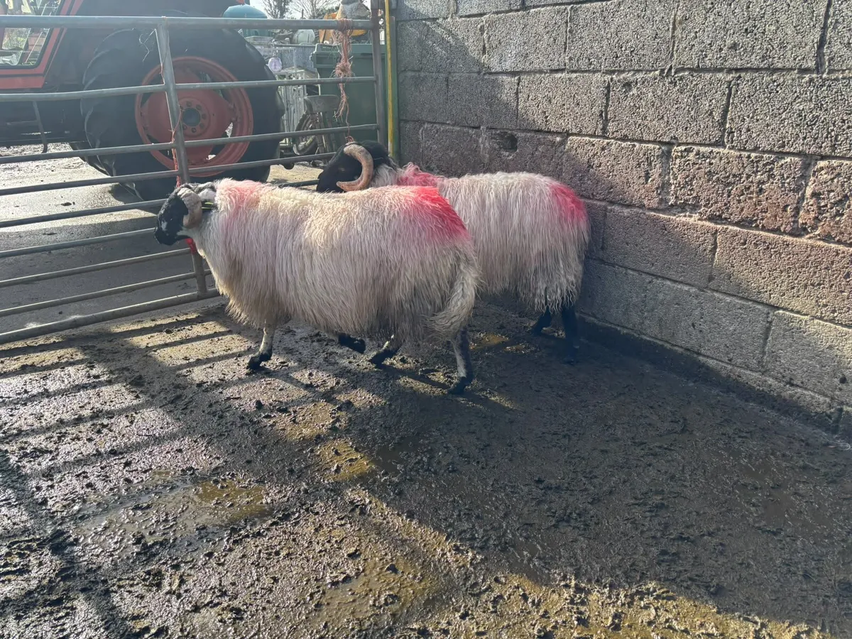 Mayo Mountain Ram Lambs - Image 3