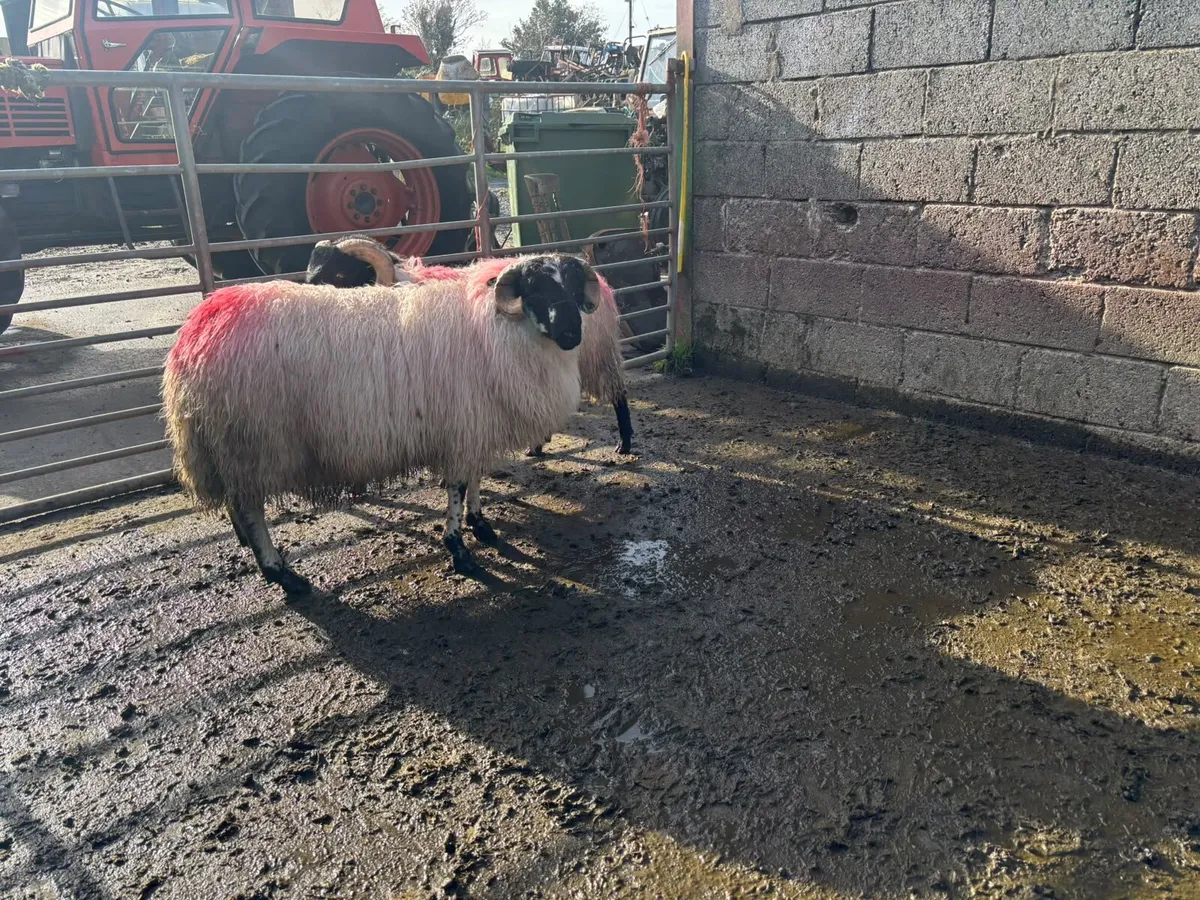 Mayo Mountain Ram Lambs - Image 4