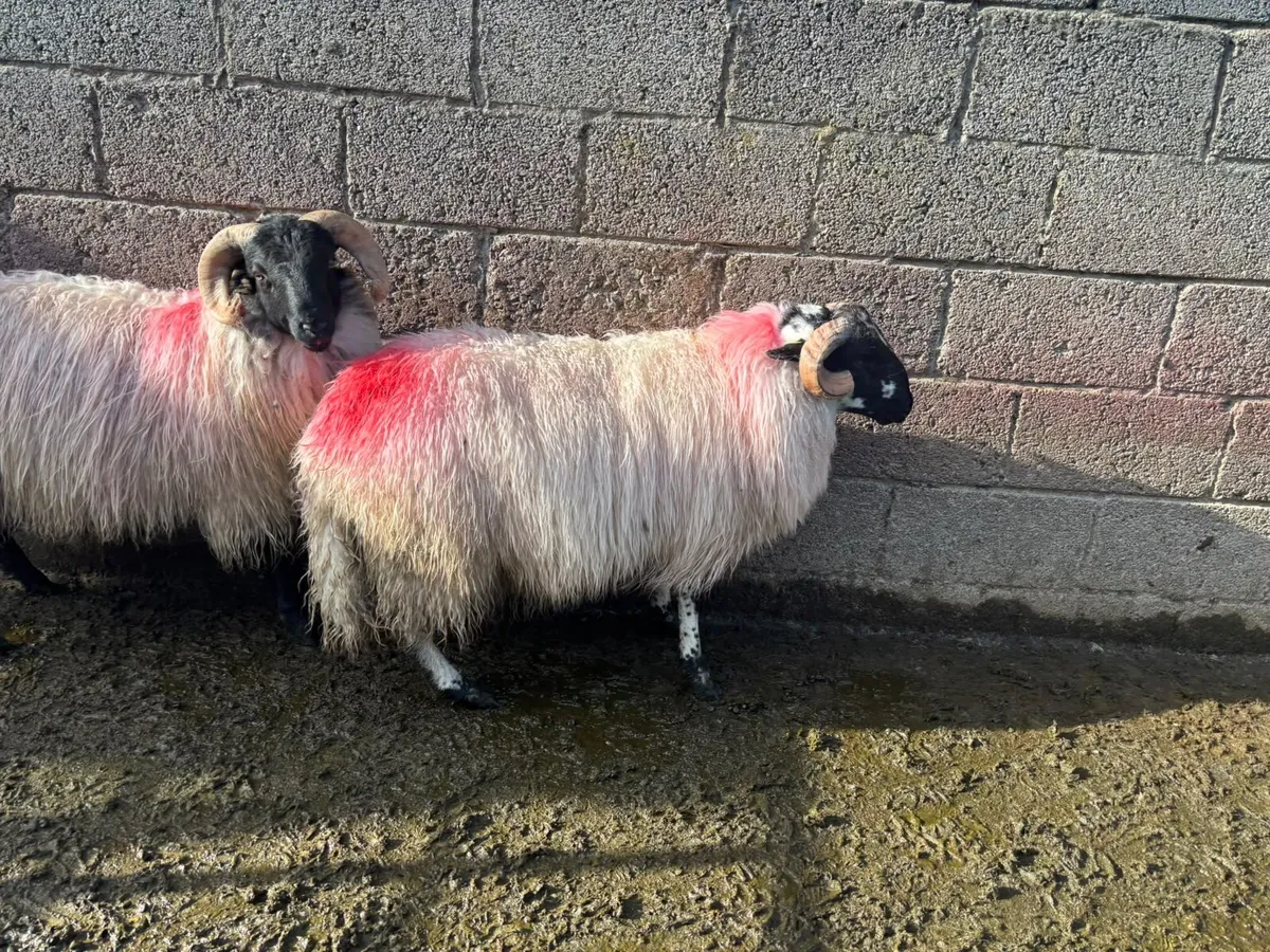 Mayo Mountain Ram Lambs - Image 2