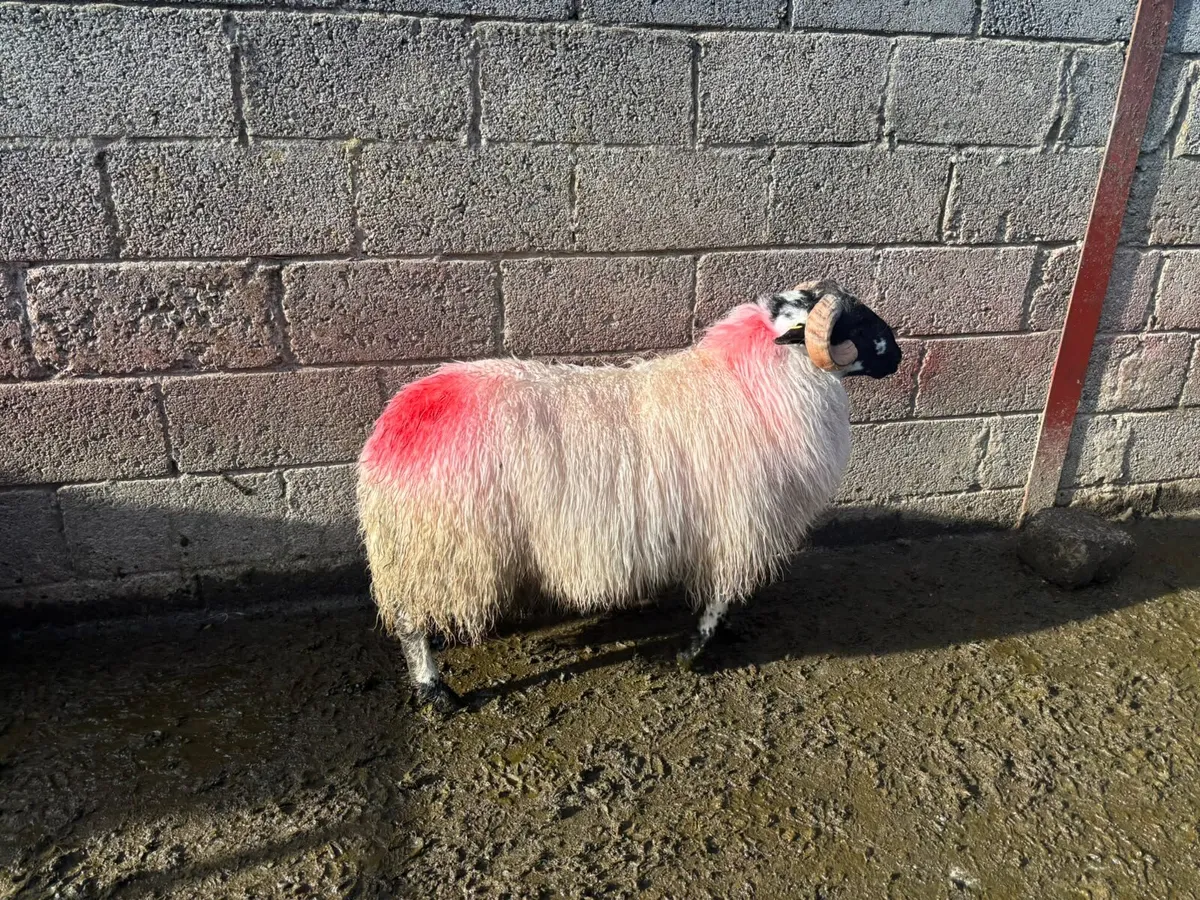 Mayo Mountain Ram Lambs - Image 1