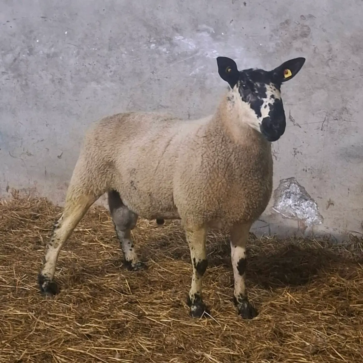 Milford and Jacob sheep - Image 1