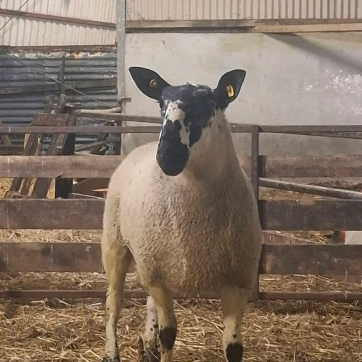 Milford and Jacob sheep - Image 4