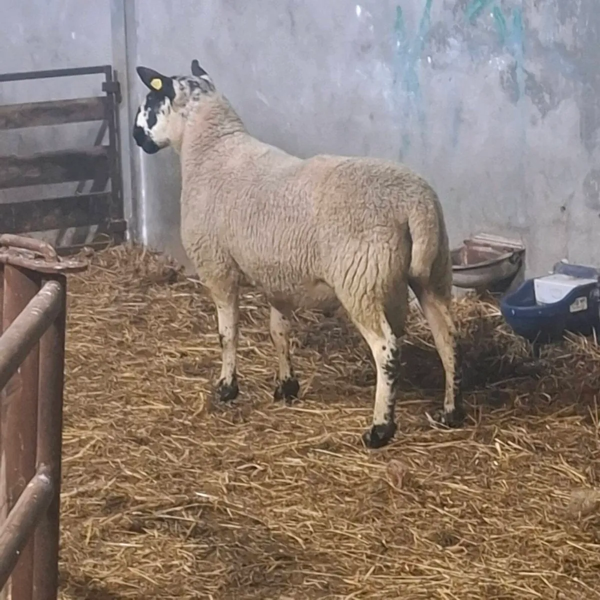 Milford and Jacob sheep - Image 3