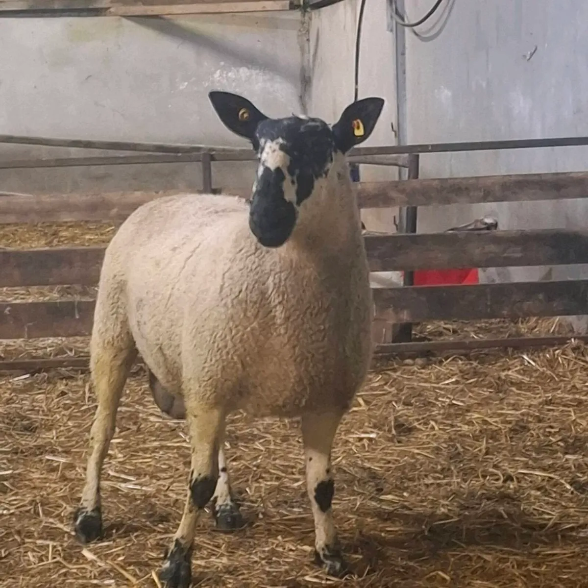 Milford and Jacob sheep - Image 2