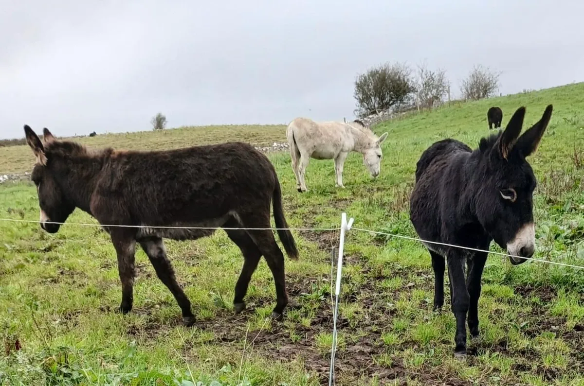 Mare Donkeys for sale - Image 1