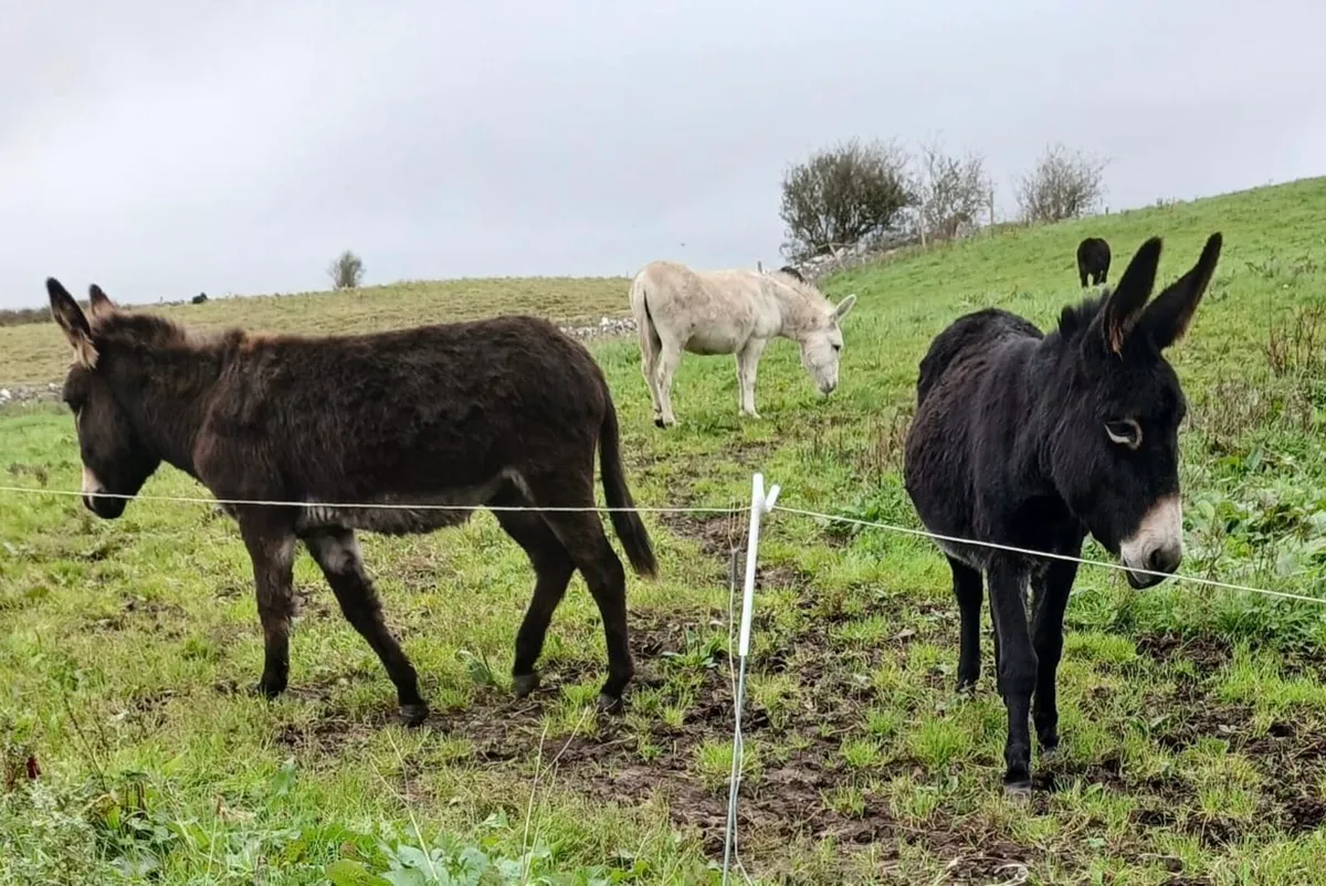 Mare Donkeys for sale - Image 2