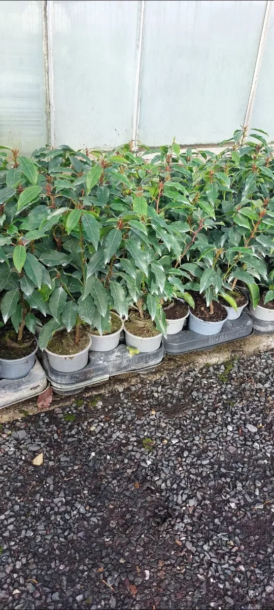 Portuguese Laurel - Image 4