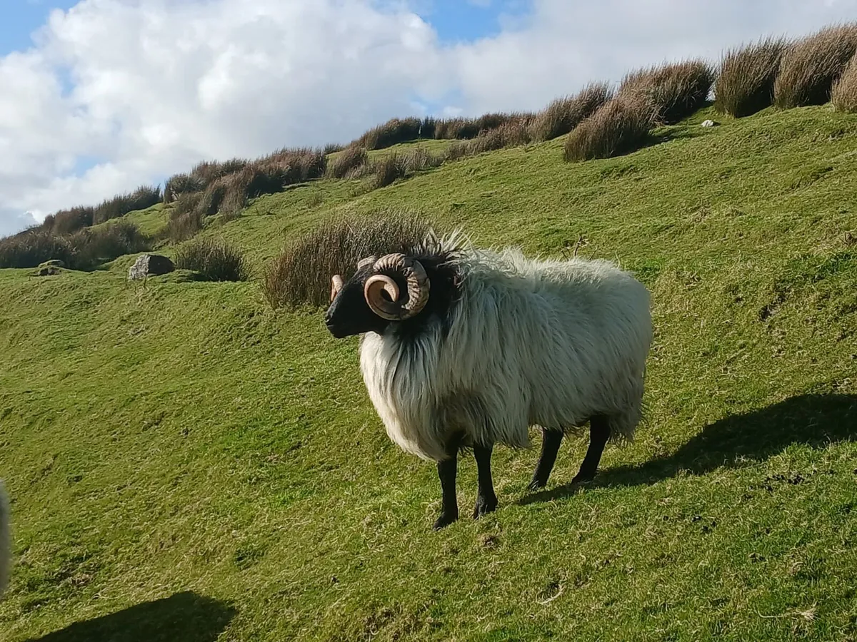 Hogget Ram - Image 1