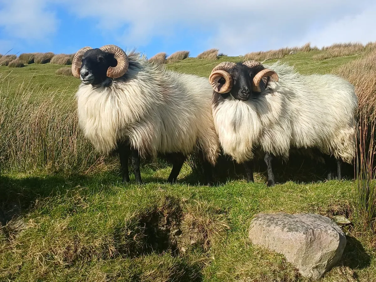Hogget Ram - Image 2