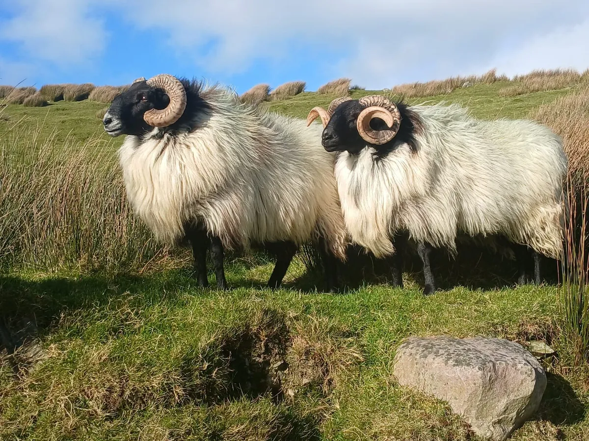 Hogget Ram - Image 3