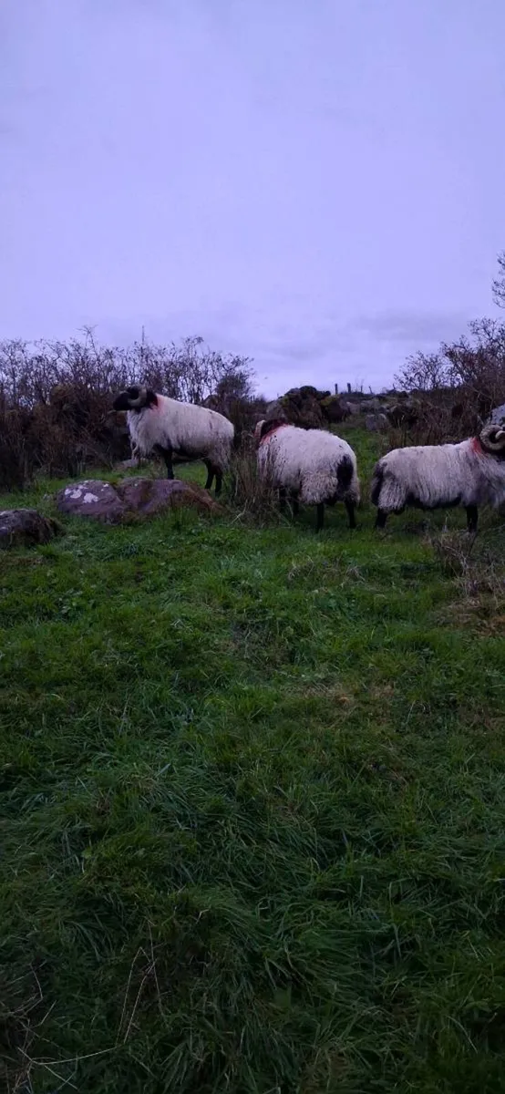 Mayo blackface rams - Image 3