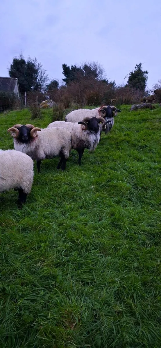 Mayo blackface rams - Image 4