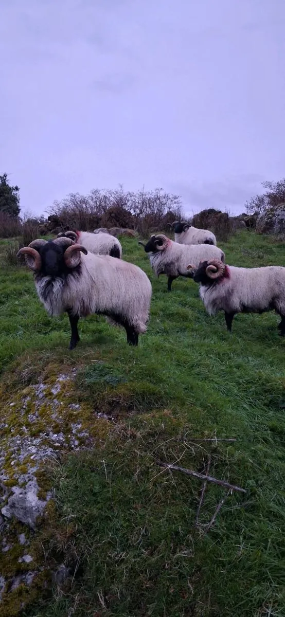 Mayo blackface rams - Image 2