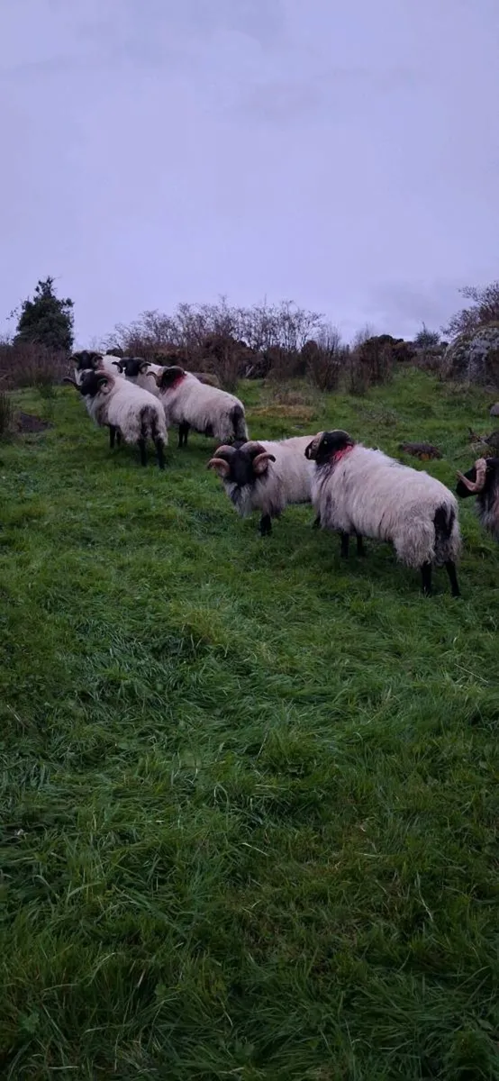 Mayo blackface rams - Image 1