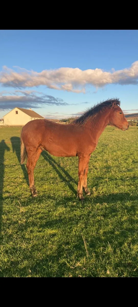 Connemarra Colt Foal - Image 2