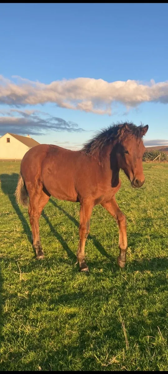 Connemarra Colt Foal - Image 3