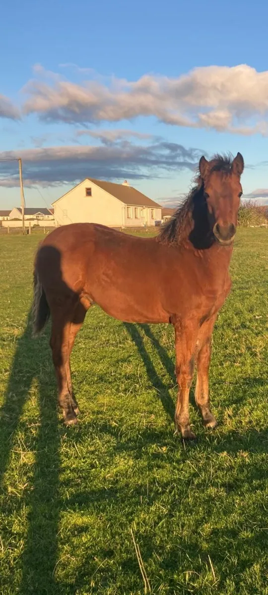 Connemarra Colt Foal - Image 1