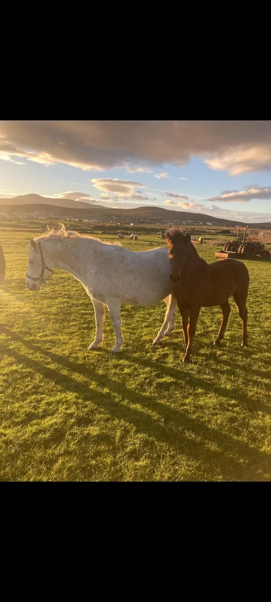 Connemarra Colt Foal - Image 4