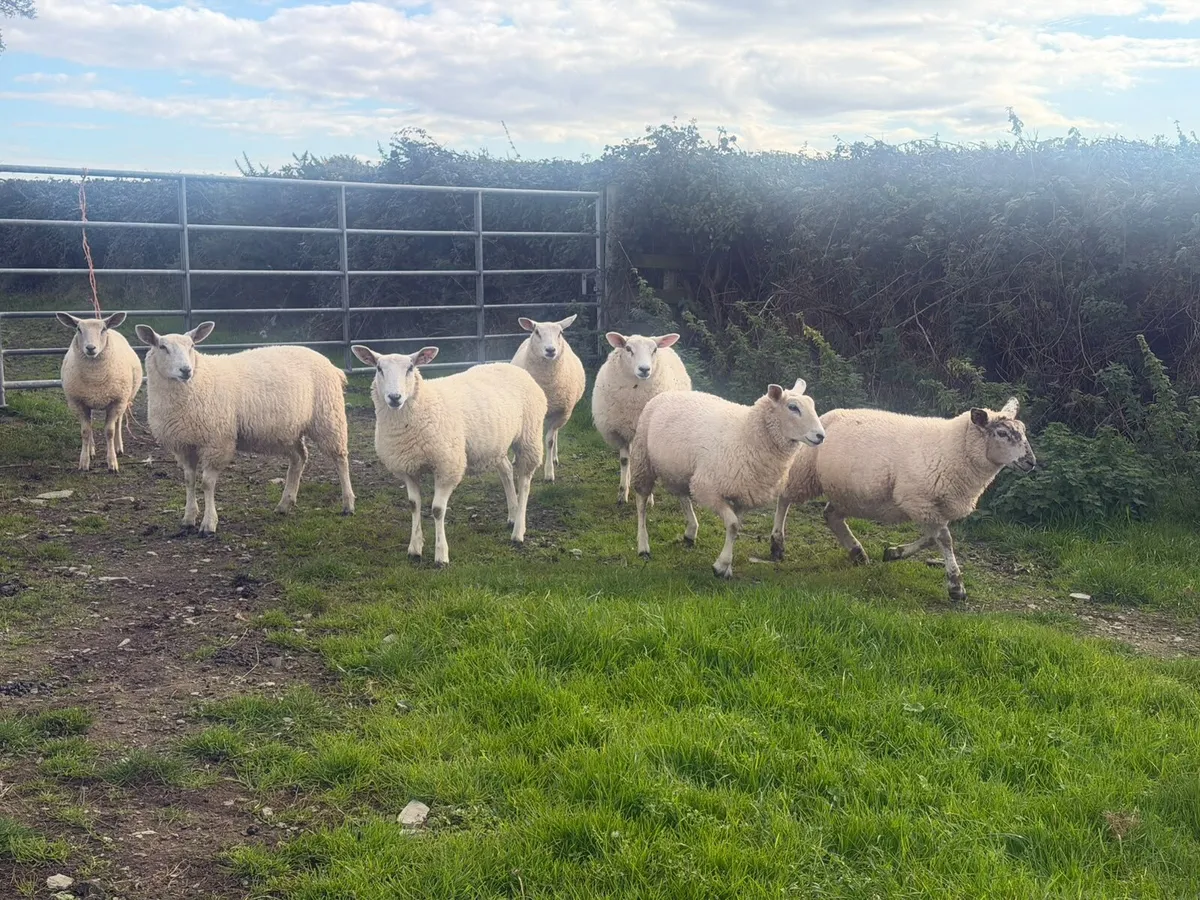 Organic Ewe Lambs - Image 1