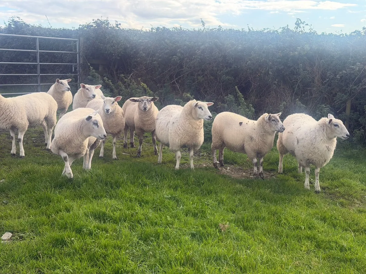 Organic Ewe Lambs - Image 2